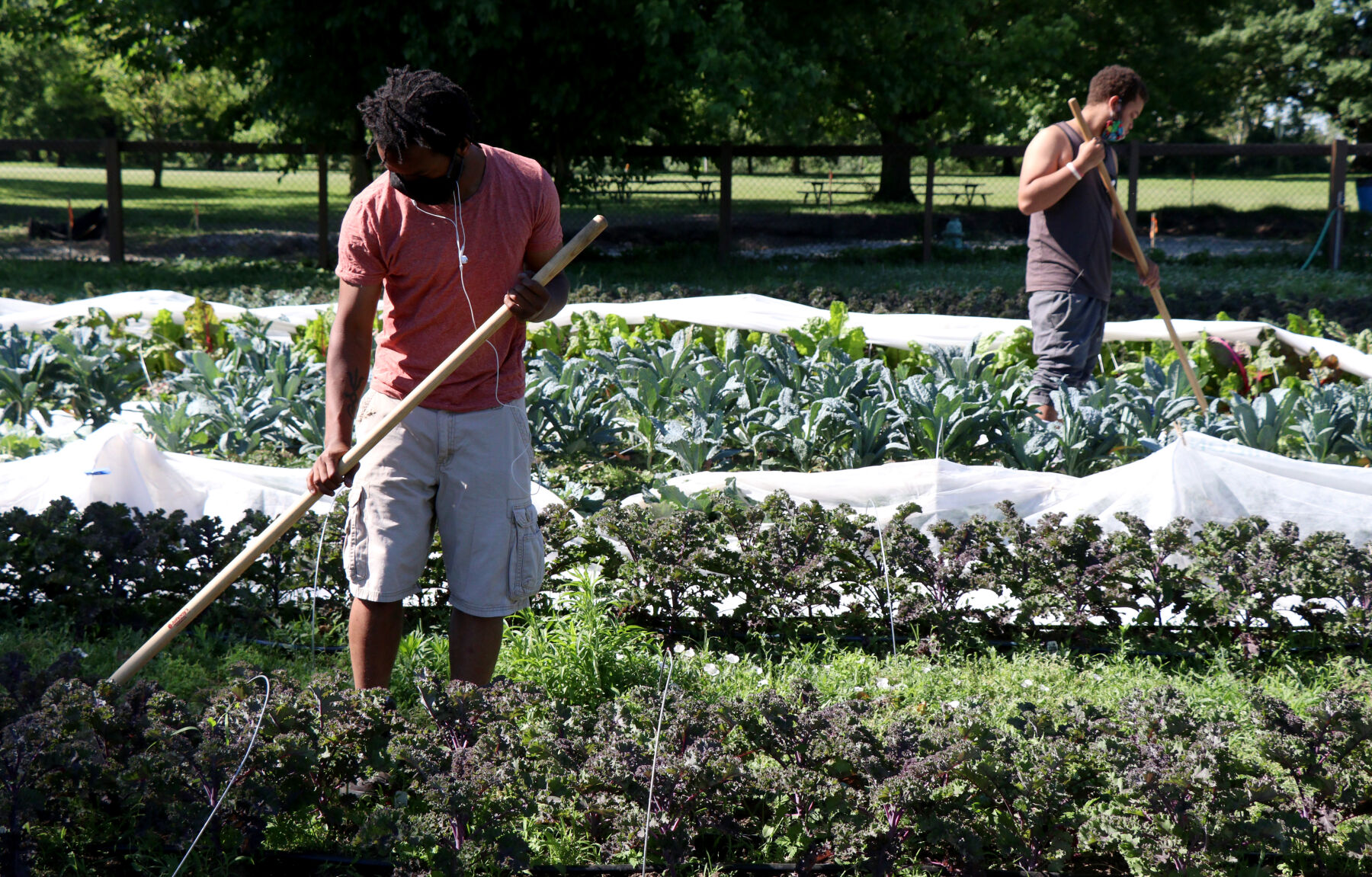Two farmers raking
